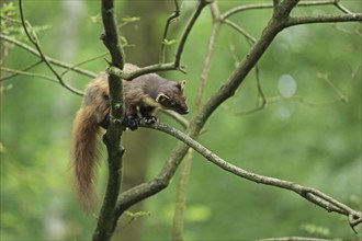 Pine marten