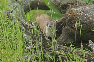 Ermine (Mustela erminea), large weasel