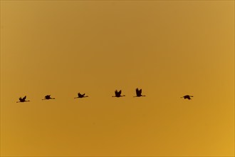 Six birds flying linearly in front of a monochrome sky, crane (Grus grus) wildlife, Western