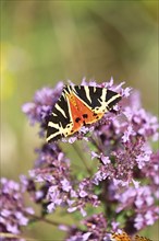 Jersey tiger or Spanish flag (Euplagia quadripunctaria), sucking nectar on Hemp agrimony