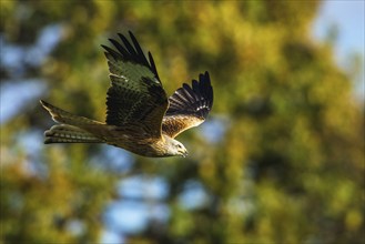 Red Kite, Milvus milvus, bird in flight