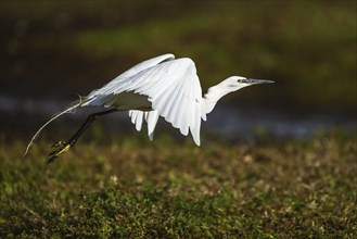 Little Egret, Egretta garzetta, bird in flight over marshes