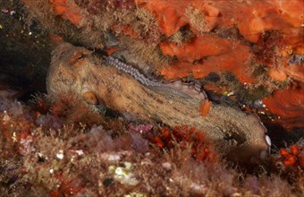 A Common Octopus (Octopus vulgaris) uses the orange sea sponge as camouflage on the reef floor.