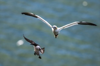 Northern Gannet, Morus bassanus, bird in flight over sea