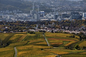 View of Daimler headquarters, Untertürkheim plant, Stuttgart, over vineyard, vines, grapevines,