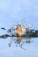 Common kingfisher (Alcedo atthis) flying out of the water after hunting fish, wildife, Catalonia,