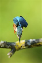 Common kingfisher (Alcedo atthis) in flight with autumncolours, wildife, Catalonia, Spain, Europe