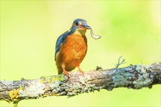 Common kingfisher (Alcedo atthis) with preyed fish sitting on a branch with autumncolours, wildife,