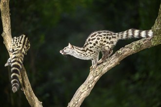 Common genet (Genetta genetta), climbing on a tree wildlife in a forest, Montseny National Park,