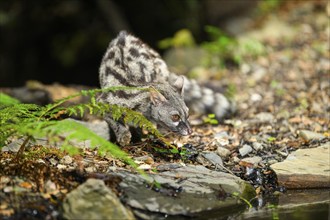 Common genet (Genetta genetta), wildlife in a forest, Montseny National Park, Catalonia, Spain,