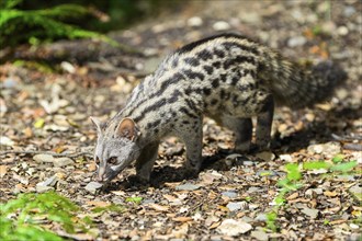 Common genet (Genetta genetta), wildlife in a forest, Montseny National Park, Catalonia, Spain,