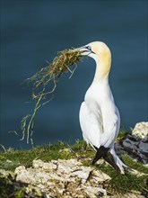 Northern Gannet, Morus bassanus, bird in flight over sea