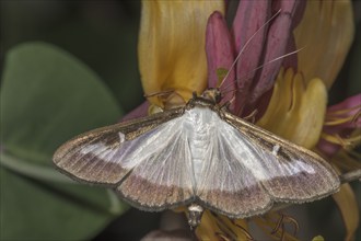 Close-up of a box tree moth (Cydalima perspectalis) on a flower of a honeysuckle (Lonicera), Baden-