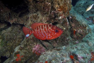 Red fish with stripe pattern, bigeye perch glasseye snapper (Heteropriacanthus cruentatus), in the