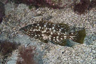 Speckled macaroni grouper (Mycteroperca fusca) on a seabed. Dive site Punta Negra, Las Galletas,