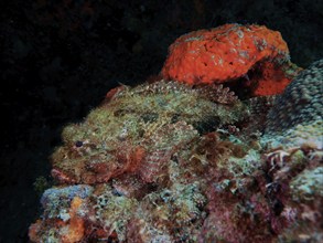 A banded scorpionfish (Scorpaena plumieri) perfectly camouflaged between orange sponge and algae in