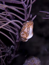 A flamingo tongue snail (Cyphoma gibbosum) clings to a shrub coral under water at night. Dive site