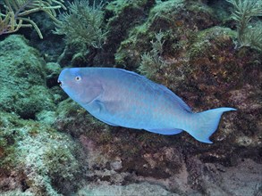 Bright blue parrotfish (Scarus coeruleus) swimming near corals and rocks. Dive site John Pennekamp