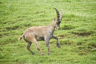 Alpine ibex (Capra ibex) male running on a meadow, playing, wildlife Park Aurach near Kitzbuehl,