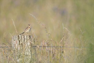 Eurasian skylark (Alauda arvensis) sitting on a pole, Lower Rhine, North Rhine-Westphalia, Germany,