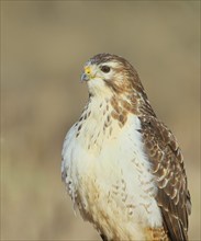 Steppe buzzard (Buteo buteo) bright morph, animal portrait, wildlife, winter, Siegerland, animals,