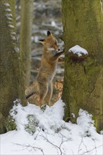 Red fox (Vulpes vulpes), stands on its hind legs, front paws against a snow-covered tree trunk in a