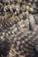 Eurasian eagle-owl (Bubo bubo), plumage detail, captive, North Rhine-Westphalia, Germany, Europe