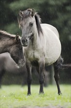 Dülmener Wildpferd, mare in the rain, Merfelder Bruch, Dülmen, North Rhine-Westphalia, Germany,