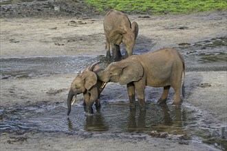 African forest elephants (Loxodonta cyclotis) in the Dzanga Bai forest clearing, Dzanga-Ndoki