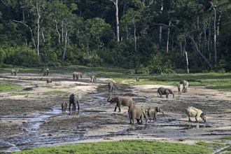 African forest elephants (Loxodonta cyclotis) in the Dzanga Bai forest clearing, Dzanga-Ndoki