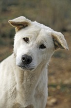 Dingo (Canis lupus dingo), Antequera, Andalusia, Spain, Captive, Europe