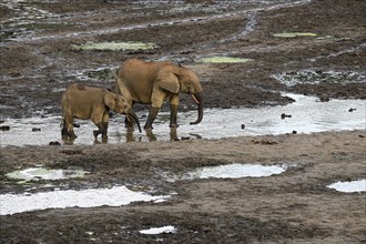 African forest elephants (Loxodonta cyclotis) in the Dzanga Bai forest clearing, Dzanga-Ndoki