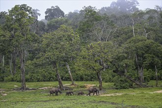 African forest elephants (Loxodonta cyclotis) in the Dzanga Bai forest clearing, Dzanga-Ndoki