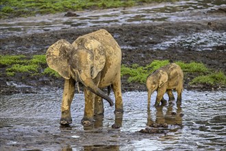 African forest elephants (Loxodonta cyclotis) in the Dzanga Bai forest clearing, Dzanga-Ndoki