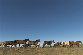 Icelandic horses (Equus islandicus) at the horse round-up or Réttir, near Laugarbakki, North