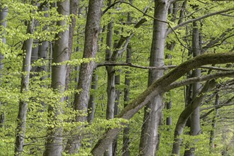 Beech forest (Fagus sylvatica), fresh deciduous shoots, Hainich, Thuringia, Germany, Europe