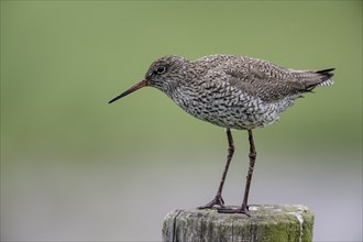 Common redshank (Tringa totanus) sitting on a pole, Lower Saxony, Germany, Europe