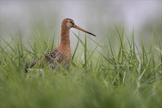 Black-tailed godwit (Limosa limosa), Lower Saxony, Germany, Europe