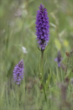 Southern marsh orchid (Dactylorhiza praetermissa), Emsland, Lower Saxony, Germany, Europe