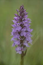 Southern marsh orchid (Dactylorhiza praetermissa), Emsland, Lower Saxony, Germany, Europe