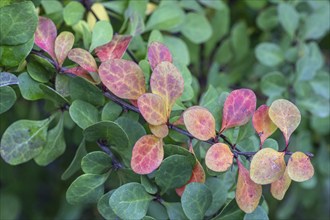 Thunberg barberry (Berberis thunbergii), autumn foliage, Speyer, Rhineland-Palatinate, Germany,