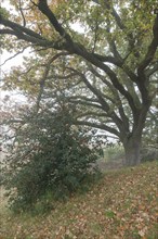 English oak (Quercus robur) and holly (Ilex aquifolius) in the fog, Emsland, Lower Saxony, Germany,