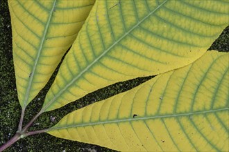 Shrub chestnut (Aesculus parviflora, autumn foliage, Speyer, Rhineland-Palatinate, Germany, Europe