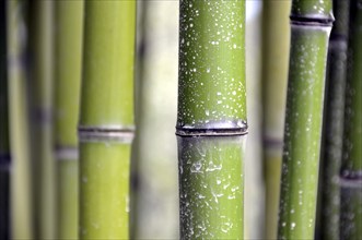 Bamboo grass, Phyllostachys viridi-glaucescens, China, Asia