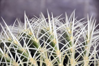 Golden globe cactus, Echinocactus grusonii, mother-in-law's chair, Mexico, Central America