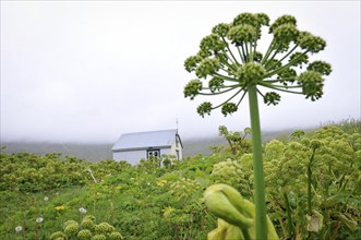 Angelica archangelica, chapel, Furufjörður, Hornstrandir, Iceland, Europe