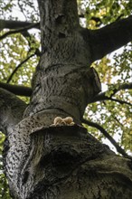 Ringed beech slime moulds (Oudemansiella mucida) on old copper beech (Fagus sylvatica), Emsland,