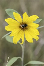 Sunflower (Helianthus annuus) with bumblebee wedge-spotted hoverfly (Eristalis intricaria),