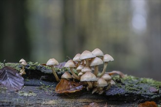 Sulphur tuft (Hypholoma fasciculare), Emsland, Lower Saxony, Germany, Europe