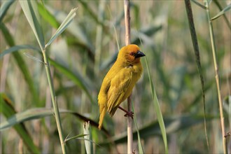 Eastern golden weaver (Ploceus subaureus), adult, male, auto-waiting, alert, Saint Lucia Estuary,